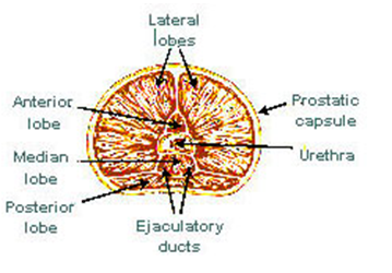 Martin Prostate-Lobes