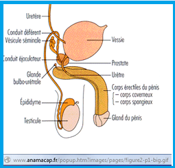 Martin Prostate-global-view
